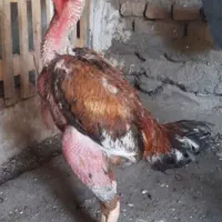 لاری عطیقه
