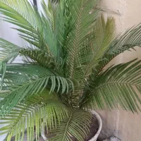 کاج ۵ ساله و سیکاس ۷ ساله