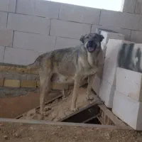 سگ ماده پژدر