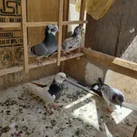 کفتر پرشی