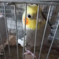 تابلو طرح عروس هلندی