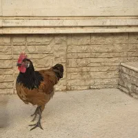 خروس نژاد ورورک (( آلمان ))