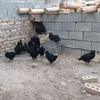 خروس استرالورپ استرالیایی