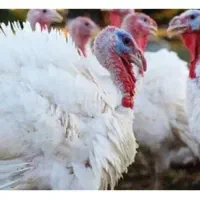 بوقلمون گوشتی بیوتی