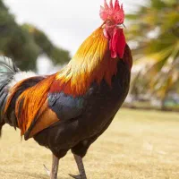 فروش خروس محلی سالم