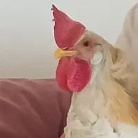 خروس