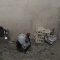 خروس|حیوانات مزرعه|الیگودرز, |دیوار
