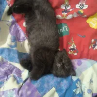گربه اسکاتیش فولد