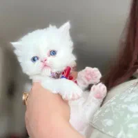 توله گربه دو ماهه پرشین