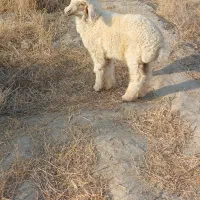 بره نر دورگ