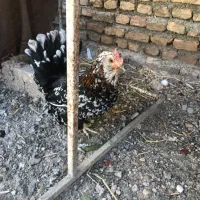مرغ،خروس گلین