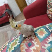عروس هلندی دستی