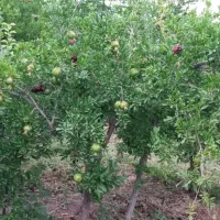 باغ میوه بسیار زیبا و محیطی ارام