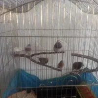 مژدگانی پیدا کردن فنج