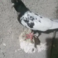 سینه سیاه بزن