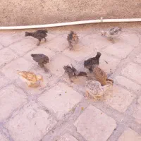 جوجه