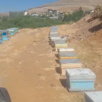 تعداد 18 عدد زنبور 8قاب تا ده قاب