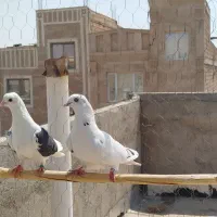 کفتر|پرنده|گرمسار, |دیوار