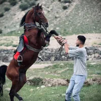 نریان درشور