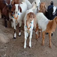 9راس کولار بزغاله بزرگ نژاد دوقلو زا و شیرا