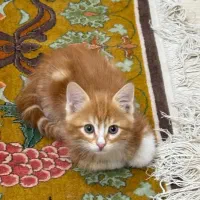 واگذاری گربه خانگی