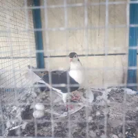 کفتر سینه ای ماده