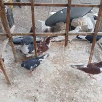 کفتر صید