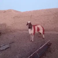 قوچ گردن بور سنجابی