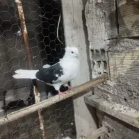 فروشی.