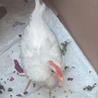 جوجه خروس