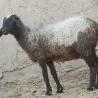 گوسفنده.ابست جملزا