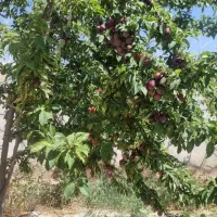 فروش و معاوضه باغ 1000متری