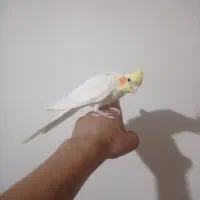عروس هلندی جفت نر سخنگو دستی