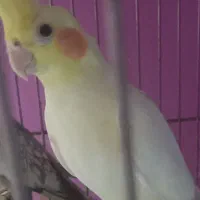 عروس هلندی مولد