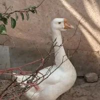قو قاز نر