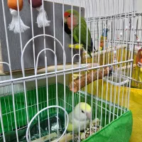طوطی برزیلی مولد