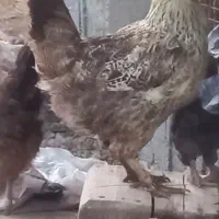 مرغ و خروس محلی