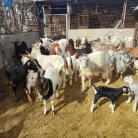 بزو بزغاله چپیش