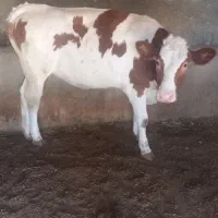 گاو ماده