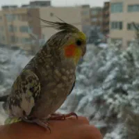 گمشده