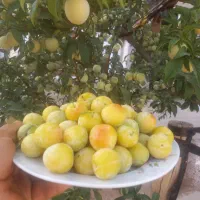 راهنمایی بفرمایید
