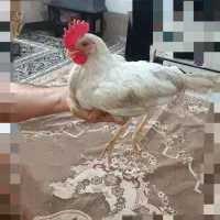 خروس سفید