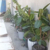 گل فیکوس انواع گل