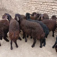 بره پای پروار