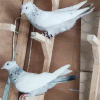 کفتر نروماده سینه آبی