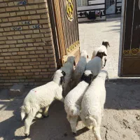 بره 7عدد