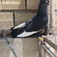 قارا‌سیاه‌ماده‌جوان‌عتیقه