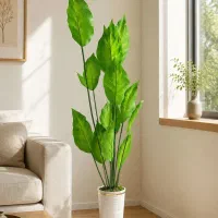 تعدادی گل  نو