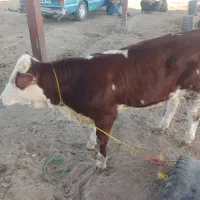 خریدو فروش سمینتال