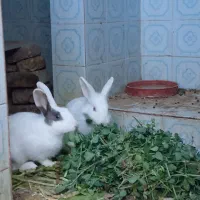 خرگوش|موش و خرگوش|خواف, |دیوار